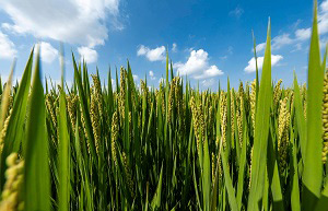 除草剂消泡剂的应用场景 除草剂消泡剂的应用场景